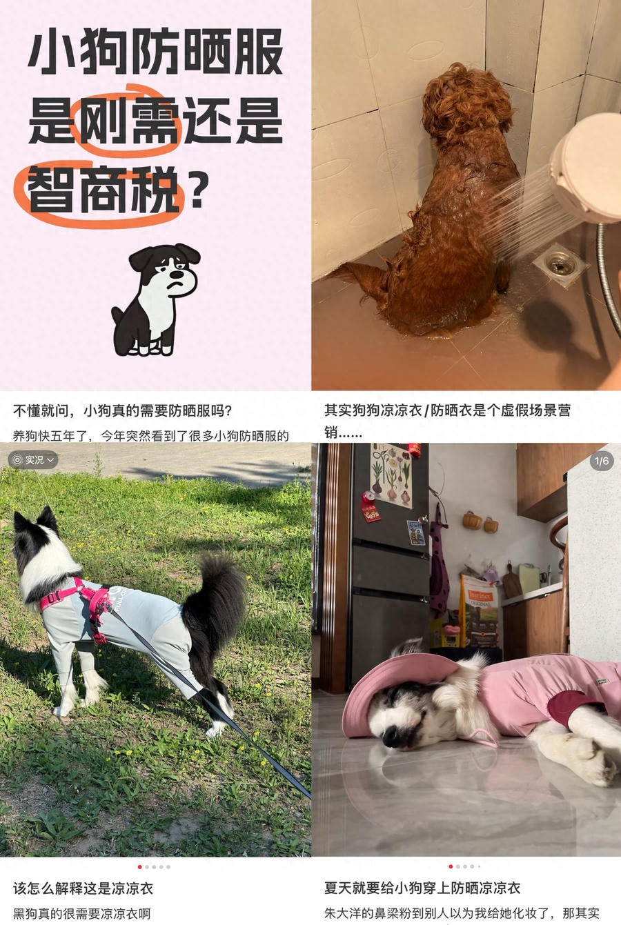 宠物防晒衣是刚需吗_宠物社交平台_宠物防晒衣实用性分析