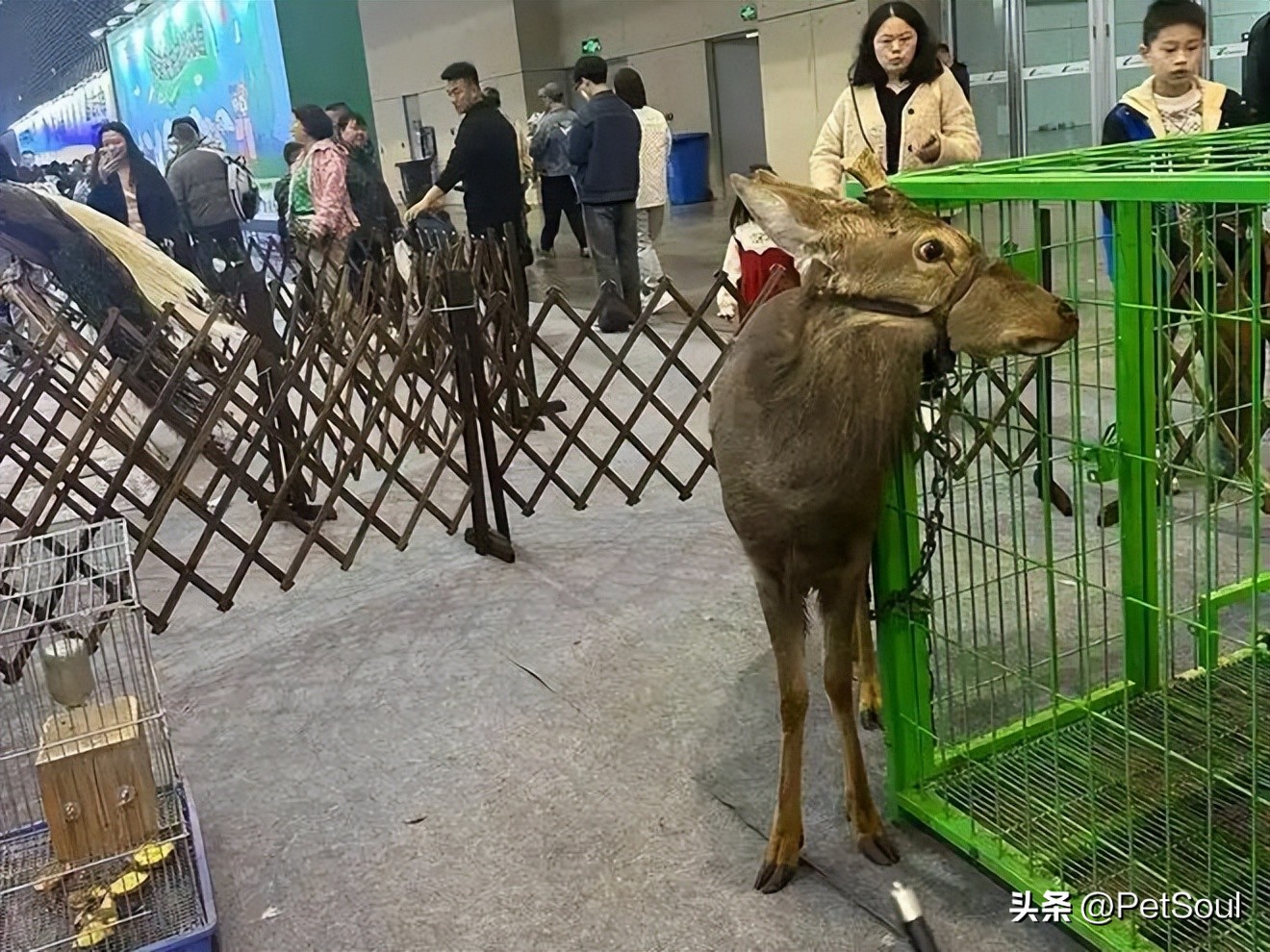 宠物社交平台_吉林市宠物博览会_东北地区萌宠盛会