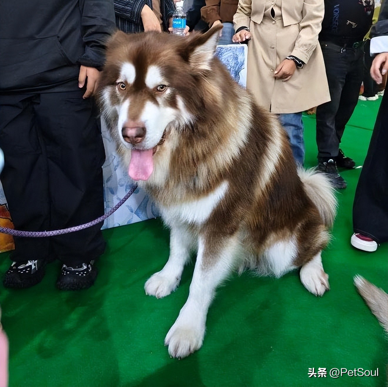 吉林市宠物博览会_宠物社交平台_东北地区萌宠盛会