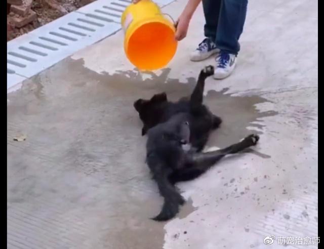 毒狗事件_偷狗贼手段残忍_偷狗人路过狗就倒地