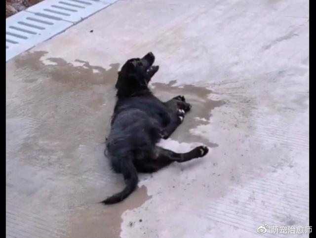 毒狗事件_偷狗贼手段残忍_偷狗人路过狗就倒地
