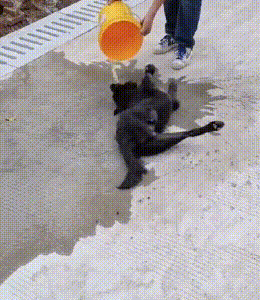 毒狗事件_偷狗贼手段残忍_偷狗人路过狗就倒地