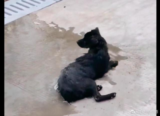 偷狗人路过狗就倒地_毒狗事件_偷狗贼手段残忍