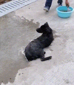 偷狗贼手段残忍_毒狗事件_偷狗人路过狗就倒地