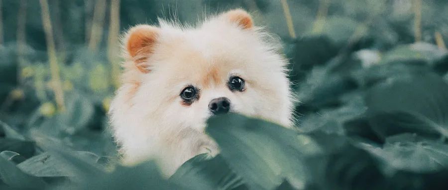 宠物也想交朋友，做个宠物社交APP如何？