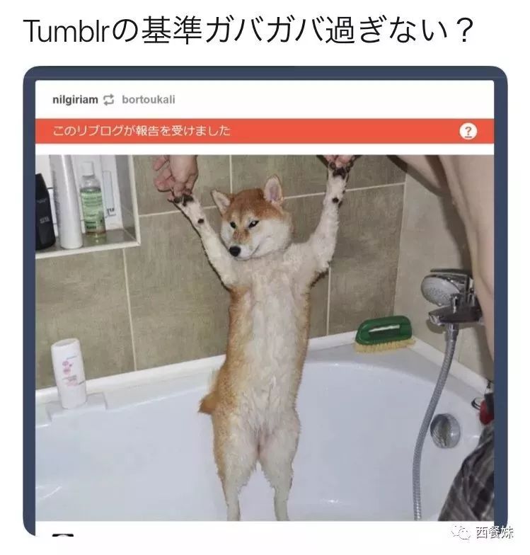 社交网站平台推荐_社交网站平台_社交网站平台排行榜