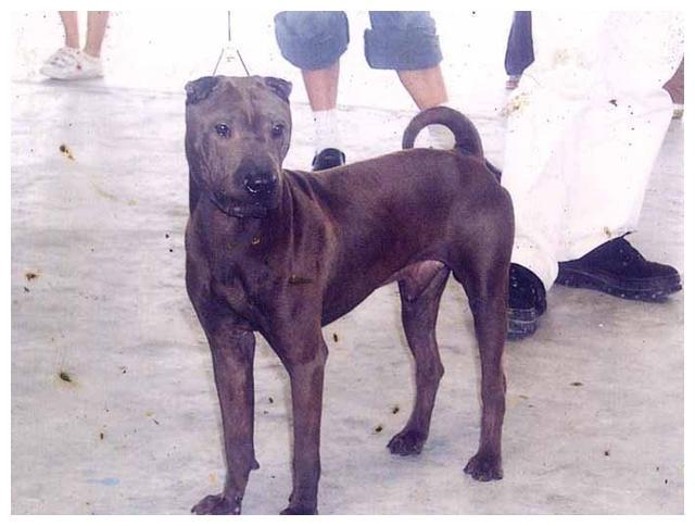 皱巴巴的沙皮犬，冲击广东本地沙皮犬，结果两种狗狗一起衰落