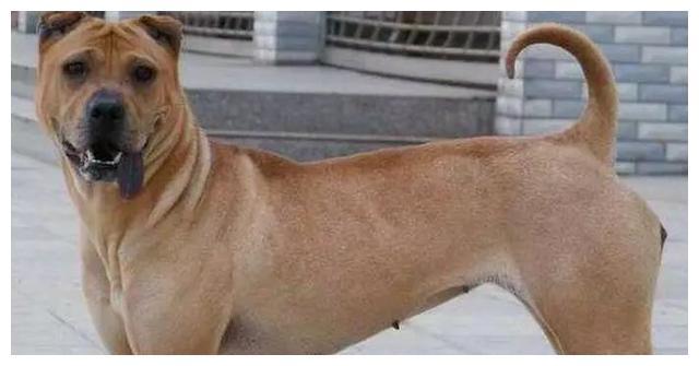 皱巴巴的沙皮犬，冲击广东本地沙皮犬，结果两种狗狗一起衰落