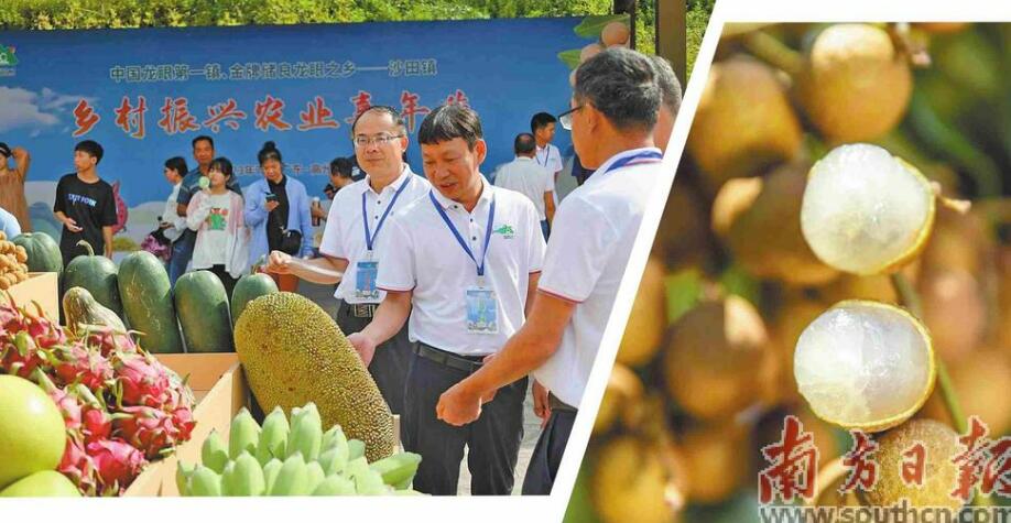高州：金牌龙眼之乡发出甜蜜邀约