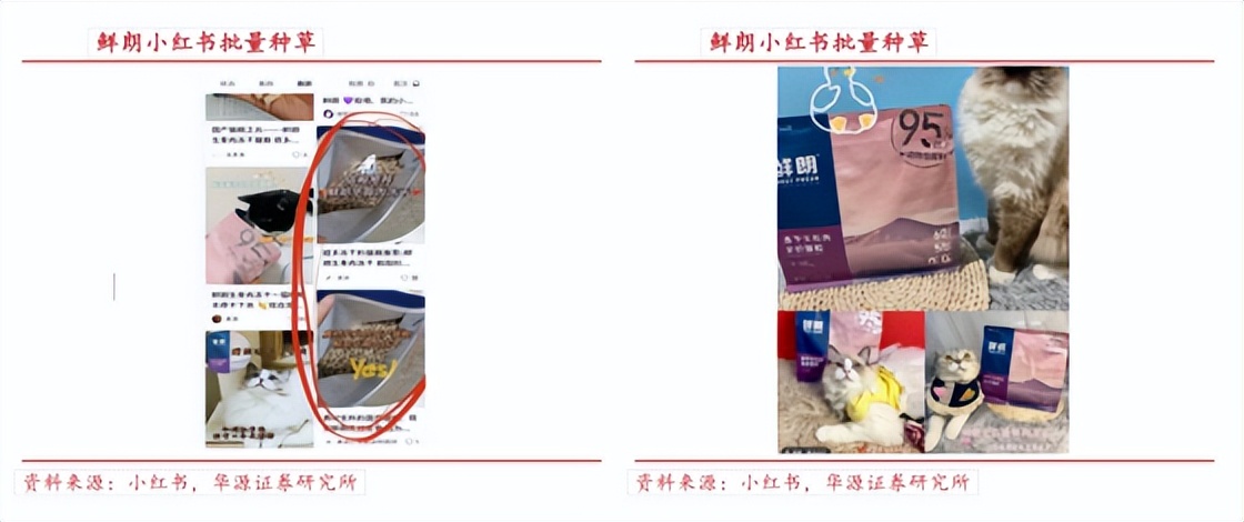 宠物品牌在社交媒体的增长路径_国货宠物品牌社交媒体营销策略_宠物社交平台