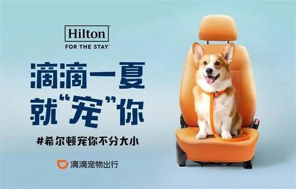 就“宠”你！“宠物友好酒店”暑期搜索量同比涨八成