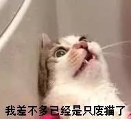 贴上二次元标签，这些好玩的手游就莫名坑爹了起来｜游戏葡萄