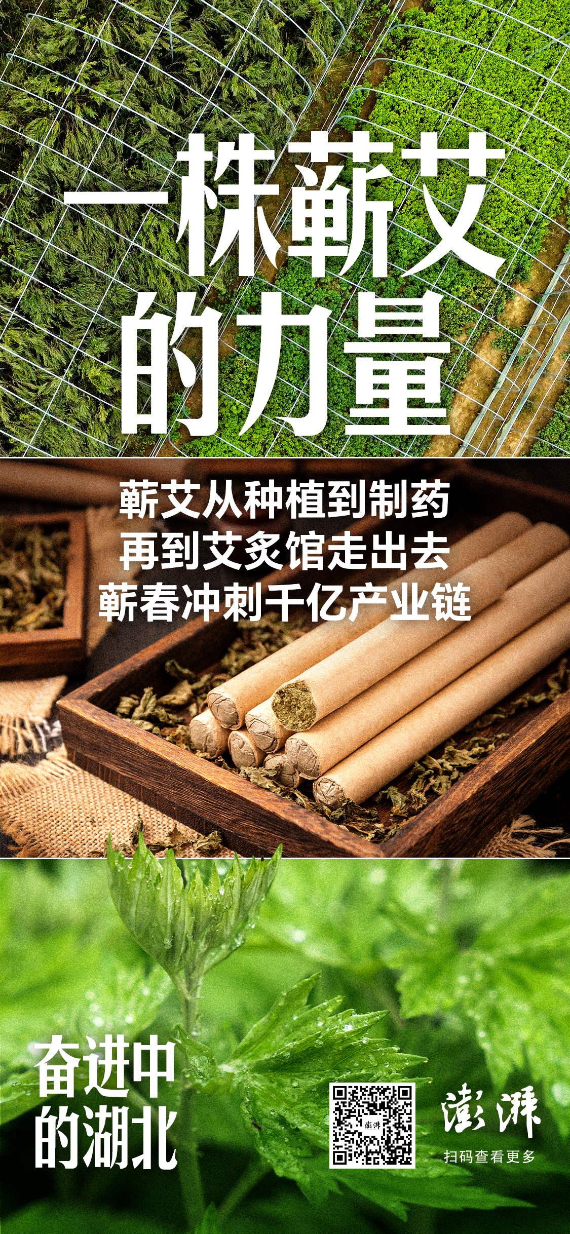 蕲艾种植技术_蕲艾产业链发展_最近蕲春头条新闻