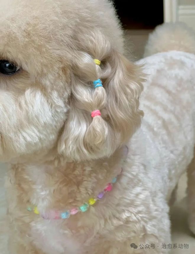 小马宝莉游戏专题_小马宝莉真狗版 狗狗造型 小马宝莉宠物装扮