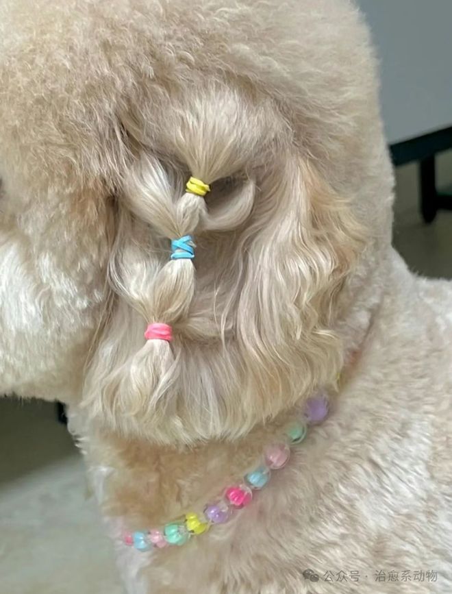 小马宝莉真狗版 狗狗造型 小马宝莉宠物装扮_小马宝莉游戏专题