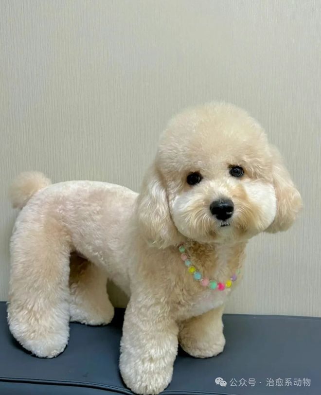 小马宝莉游戏专题_小马宝莉真狗版 狗狗造型 小马宝莉宠物装扮